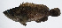  (Epinephelus bontoides - PI-0254)  @11 [ ] CreativeCommons  Attribution Non-Commercial (by-nc) (2011) Unspecified Smithsonian Institution National Museum of Natural History