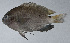  (Pomacentrus tripunctatus - PI-0439)  @11 [ ] CreativeCommons  Attribution Non-Commercial (by-nc) (2011) Unspecified Smithsonian Institution National Museum of Natural History