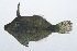  (Acreichthys tomentosus - RP-056)  @11 [ ] CreativeCommons  Attribution Non-Commercial (by-nc) (2012) Unspecified Smithsonian Institution National Museum of Natural History