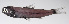  (Diaphus chrysorhynchus - LUZ-041)  @11 [ ] CreativeCommons  Attribution Non-Commercial (by-nc) (2017) Unspecified Smithsonian Institution National Museum of Natural History