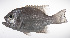  (Glaucosomatidae - LUZ-295)  @11 [ ] CreativeCommons  Attribution Non-Commercial (by-nc) (2017) Unspecified Smithsonian Institution National Museum of Natural History