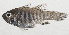  (Jaydia striatodes - PHI-282)  @11 [ ] CreativeCommons  Attribution Non-Commercial (by-nc) (2013) Unspecified Smithsonian Institution National Museum of Natural History