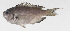  ( - PHI-359)  @11 [ ] CreativeCommons  Attribution Non-Commercial (by-nc) (2013) Unspecified Smithsonian Institution National Museum of Natural History