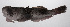  (Uranoscopus bicinctus - PHIL-103)  @11 [ ] CreativeCommons  Attribution Non-Commercial (by-nc) (2015) Unspecified Smithsonian Institution National Museum of Natural History