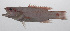  (Liopropoma japonicum - PHIL-186)  @11 [ ] CreativeCommons  Attribution Non-Commercial (by-nc) (2015) Unspecified Smithsonian Institution National Museum of Natural History