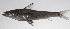  (Chlorophthalmus nigromarginatus - PHIL-188)  @11 [ ] CreativeCommons  Attribution Non-Commercial (by-nc) (2015) Unspecified Smithsonian Institution National Museum of Natural History