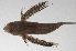  (Dactyloptena tiltoni - PHIL-239)  @11 [ ] CreativeCommons  Attribution Non-Commercial (by-nc) (2015) Unspecified Smithsonian Institution National Museum of Natural History