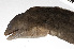  (Gymnothorax albimarginatus - PHIL-428)  @11 [ ] CreativeCommons  Attribution Non-Commercial (by-nc) (2015) Unspecified Smithsonian Institution National Museum of Natural History