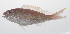  (Nemipterus nematopus - PHISH-351)  @11 [ ] CreativeCommons  Attribution Non-Commercial (by-nc) (2016) Unspecified Smithsonian Institution National Museum of Natural History