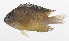  (Pomacentrus grammorhynchus - PHI-318)  @11 [ ] CreativeCommons  Attribution Non-Commercial (by-nc) (2013) Unspecified Smithsonian Institution National Museum of Natural History