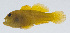  (Paragobiodon xanthosoma - PIL-215)  @11 [ ] CreativeCommons  Attribution Non-Commercial (by-nc) (2014) Unspecified Smithsonian Institution National Museum of Natural History