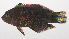  (Xenojulis margaritaceus - VIS-082)  @11 [ ] CreativeCommons  Attribution Non-Commercial (by-nc) (2015) Unspecified Smithsonian Institution National Museum of Natural History