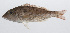  (Lethrinus genivittatus - PHIL-008)  @11 [ ] CreativeCommons  Attribution Non-Commercial (by-nc) (2015) Unspecified Smithsonian Institution National Museum of Natural History