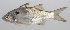  (Polydactylus microstoma - PHIL-020)  @11 [ ] CreativeCommons  Attribution Non-Commercial (by-nc) (2015) Unspecified Smithsonian Institution National Museum of Natural History