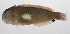  (Iniistius melanopus - PHIL-283)  @11 [ ] CreativeCommons  Attribution Non-Commercial (by-nc) (2015) Unspecified Smithsonian Institution National Museum of Natural History