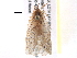  (Meropeidae - BIOUG01383-D06)  @15 [ ] CreativeCommons - Attribution (2014) CBG Photography Group Centre for Biodiversity Genomics