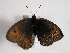  (Erebia aethiopellus - TLMF Lep 00406)  @13 [ ] CreativeCommons - Attribution Non-Commercial Share-Alike (2010) Unspecified Tiroler Landesmuseen