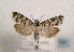  (Eudonia phaeoleuca - TLMF Lep 01341)  @14 [ ] CreativeCommons - Attribution Non-Commercial Share-Alike (2010) Unspecified Tiroler Landesmuseen