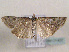  (Syrianarpia faunieralis - TLMF Lep 01401)  @14 [ ] CreativeCommons - Attribution Non-Commercial Share-Alike (2010) Unspecified Tiroler Landesmuseen