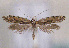  (Plutella huemerella - TLMF Lep 01406)  @14 [ ] CreativeCommons - Attribution Non-Commercial Share-Alike (2010) Unspecified Tiroler Landesmuseen
