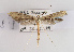  (Oidaematophorus giganteus - TLMF Lep 03155)  @13 [ ] CreativeCommons - Attribution Non-Commercial Share-Alike (2011) Peter Huemer Tiroler Landesmuseum Ferdinandeum
