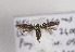  (Scythris penicillata - TLMF Lep 03446)  @14 [ ] CreativeCommons - Attribution Non-Commercial Share-Alike (2011) Peter Huemer Tiroler Landesmuseum Ferdinandeum