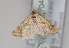  (Cochylimorpha erlebachi - TLMF Lep 04349)  @12 [ ] CreativeCommons - Attribution Non-Commercial Share-Alike (2011) Peter Huemer Tiroler Landesmuseum Ferdinandeum