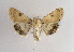  (Heliothis peltigera - TLMF Lep 04621)  @15 [ ] CreativeCommons - Attribution Non-Commercial Share-Alike (2011) Peter Huemer Tiroler Landesmuseum Ferdinandeum