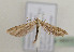  (Gillmeria miantodactylus - TLMF Lep 05311)  @12 [ ] CreativeCommons - Attribution Non-Commercial Share-Alike (2011) Peter Huemer Tiroler Landesmuseum Ferdinandeum