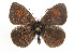  (Erebia tyndarus - TLMF Lep 05833)  @15 [ ] CreativeCommons - Attribution Non-Commercial Share-Alike (2011) Peter Huemer Tiroler Landesmuseum Ferdinandeum