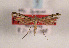  (Stenoptilia cerdanica - TLMF Lep 06771)  @11 [ ] CreativeCommons - Attribution Non-Commercial Share-Alike (2012) Peter Huemer Tiroler Landesmuseum Ferdinandeum
