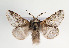  (Poecilocampa alpina canensis - TLMF Lep 06775)  @15 [ ] CreativeCommons - Attribution Non-Commercial Share-Alike (2012) Peter Huemer Tiroler Landesmuseum Ferdinandeum