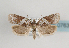  (Acleris hippophaeana - TLMF Lep 07633)  @14 [ ] CreativeCommons - Attribution Non-Commercial Share-Alike (2012) Peter Huemer Tiroler Landesmuseum Ferdinandeum