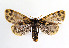  (Holoarctia cervini - TLMF Lep 07719)  @15 [ ] CreativeCommons - Attribution Non-Commercial Share-Alike (2012) Peter Huemer Tiroler Landesmuseum Ferdinandeum