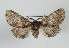  (Gluphisia crenata - TLMF Lep 08846)  @15 [ ] CreativeCommons - Attribution Non-Commercial Share-Alike (2013) Peter Huemer Tiroler Landesmuseum Ferdinandeum