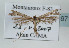  (Gypsochares bigoti - TLMF Lep 08971)  @13 [ ] CreativeCommons - Attribution Non-Commercial Share-Alike (2013) Peter Huemer Tiroler Landesmuseum Ferdinandeum