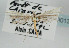  (Merrifieldia icterodactylus - TLMF Lep 09013)  @11 [ ] CreativeCommons - Attribution Non-Commercial Share-Alike (2013) Peter Huemer Tiroler Landesmuseum Ferdinandeum