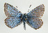  (Polyommatus eros - TLMF Lep 09064)  @14 [ ] CreativeCommons - Attribution Non-Commercial Share-Alike (2013) Peter Huemer Tiroler Landesmuseum Ferdinandeum