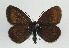  (Erebia melampus - TLMF Lep 09080)  @15 [ ] CreativeCommons - Attribution Non-Commercial Share-Alike (2013) Peter Huemer Tiroler Landesmuseum Ferdinandeum