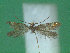  (Micropterix igaloensis - KLM Lep 01989)  @13 [ ] CreativeCommons - Attribution Non-Commercial Share-Alike (2014) Christian Wieser Landesmuseum Kärnten
