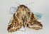  ( - TLMF Lep 07902)  @14 [ ] CreativeCommons - Attribution Non-Commercial Share-Alike (2012) Peter Huemer Tiroler Landesmuseum Ferdinandeum