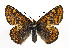  (Euphydryas cynthia - TLMF Lep 09819)  @15 [ ] CreativeCommons - Attribution Non-Commercial Share-Alike (2013) Peter Huemer Tiroler Landesmuseum Ferdinandeum