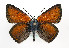  (Lycaena hippothoe - TLMF Lep 09828)  @15 [ ] CreativeCommons - Attribution Non-Commercial Share-Alike (2013) Peter Huemer Tiroler Landesmuseum Ferdinandeum