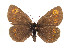  (Erebia albergana - TLMF Lep 05843)  @14 [ ] CreativeCommons - Attribution Non-Commercial Share-Alike (2011) Peter Huemer Tiroler Landesmuseum Ferdinandeum