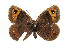  (Erebia neoridas - TLMF Lep 05847)  @13 [ ] CreativeCommons - Attribution Non-Commercial Share-Alike (2011) Peter Huemer Tiroler Landesmuseum Ferdinandeum