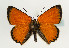  (Lycaenidae - TLMF Lep 05861)  @16 [ ] CreativeCommons - Attribution Non-Commercial Share-Alike (2011) Peter Huemer Tiroler Landesmuseum Ferdinandeum