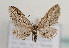  (Eupithecia oxycedrata - TLMF Lep 05976)  @14 [ ] CreativeCommons - Attribution Non-Commercial Share-Alike (2011) Peter Huemer Tiroler Landesmuseum Ferdinandeum
