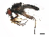 (Eustalomyia sp. 28.iv.2001 - 10PHMAL-0928)  @14 [ ] CreativeCommons - Attribution (2011) CBG Photography Group Centre for Biodiversity Genomics