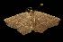  (Metanema inatomaria - moth1970.02)  @15 [ ] CreativeCommons - Attribution (2010) Unspecified Centre for Biodiversity Genomics