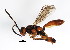  (Barichneumon neosorex - BIOUG00854-G01)  @15 [ ] CreativeCommons - Attribution (2011) CBG Photography Group Centre for Biodiversity Genomics